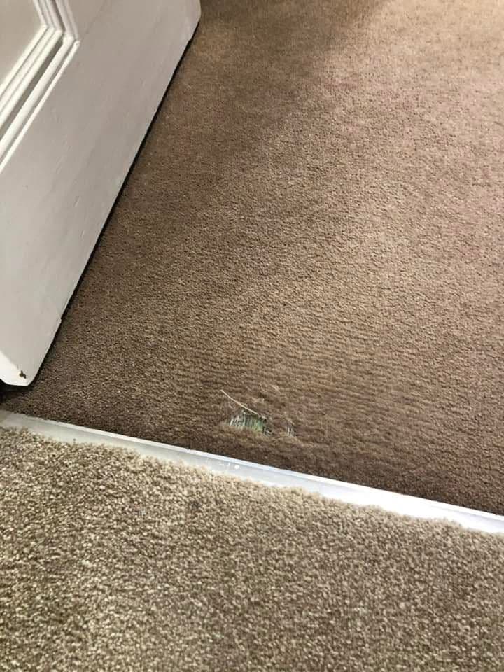 Clean beige carpet after repair and cleaning
