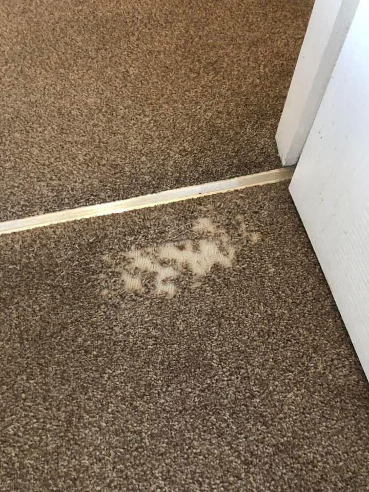 Carpet fraying at door threshold before repair