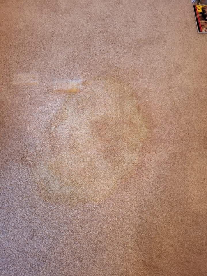 Yellow stain on carpet before cleaning